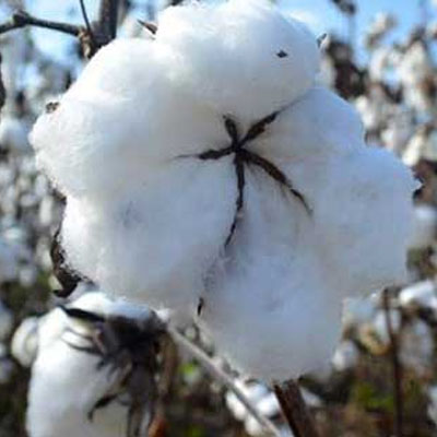 Indian Raw Cotton Shankar 6