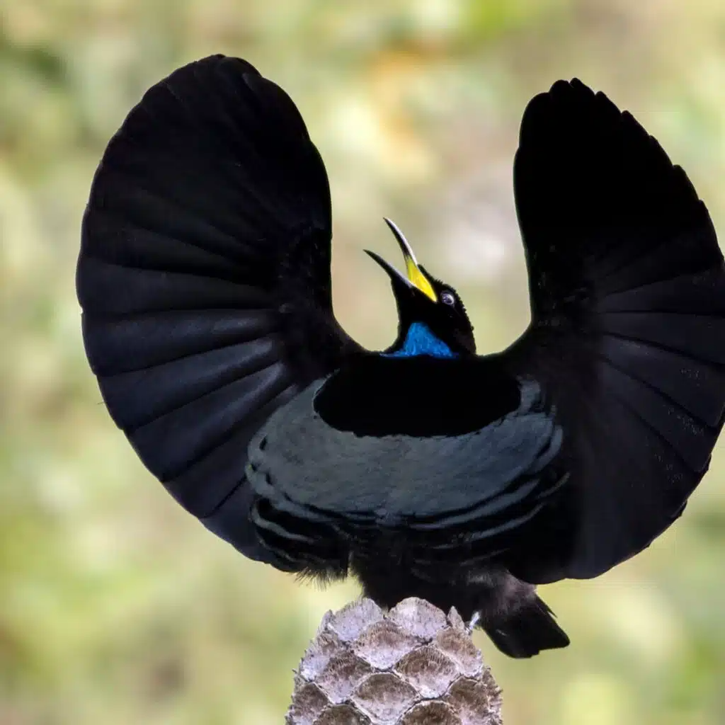 Scientists just created a fabric so black it traps light like nature does