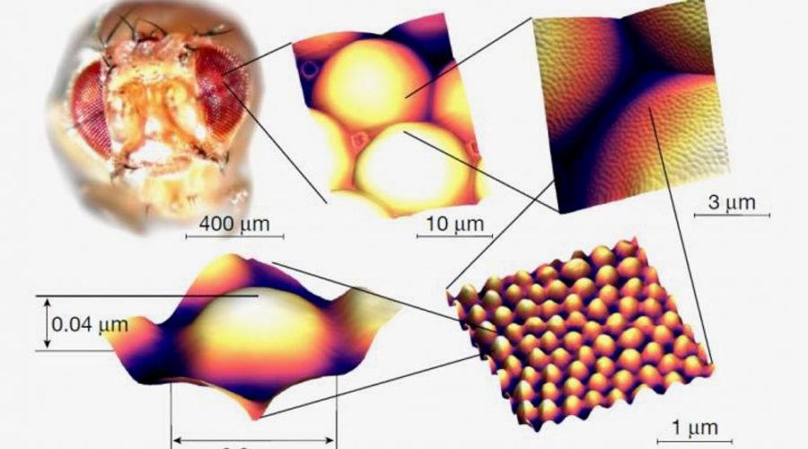 Fruit fly eye study provides glimpse into future textile applications