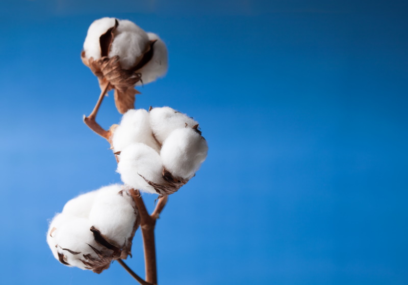 Retailers and brands source more Better Cotton