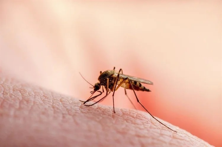 Nanotextiles Embedded with Insect Repellent Protects Against Mosquitoes