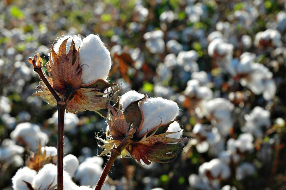 India’s Cotton Textile Exports Grow in 2021