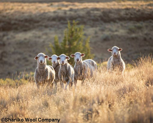Regenerative wool programme helps brands reduce their carbon footprints and reach their sustainability targets.