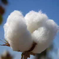 Cotton arrivals plunge 34.5 percent in February