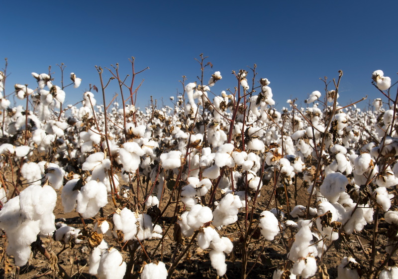 Australian cotton industry roadmap to align industry with customer needs