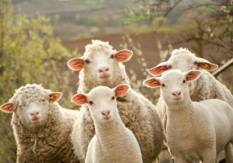 Mulesing warning to Australian wool growers