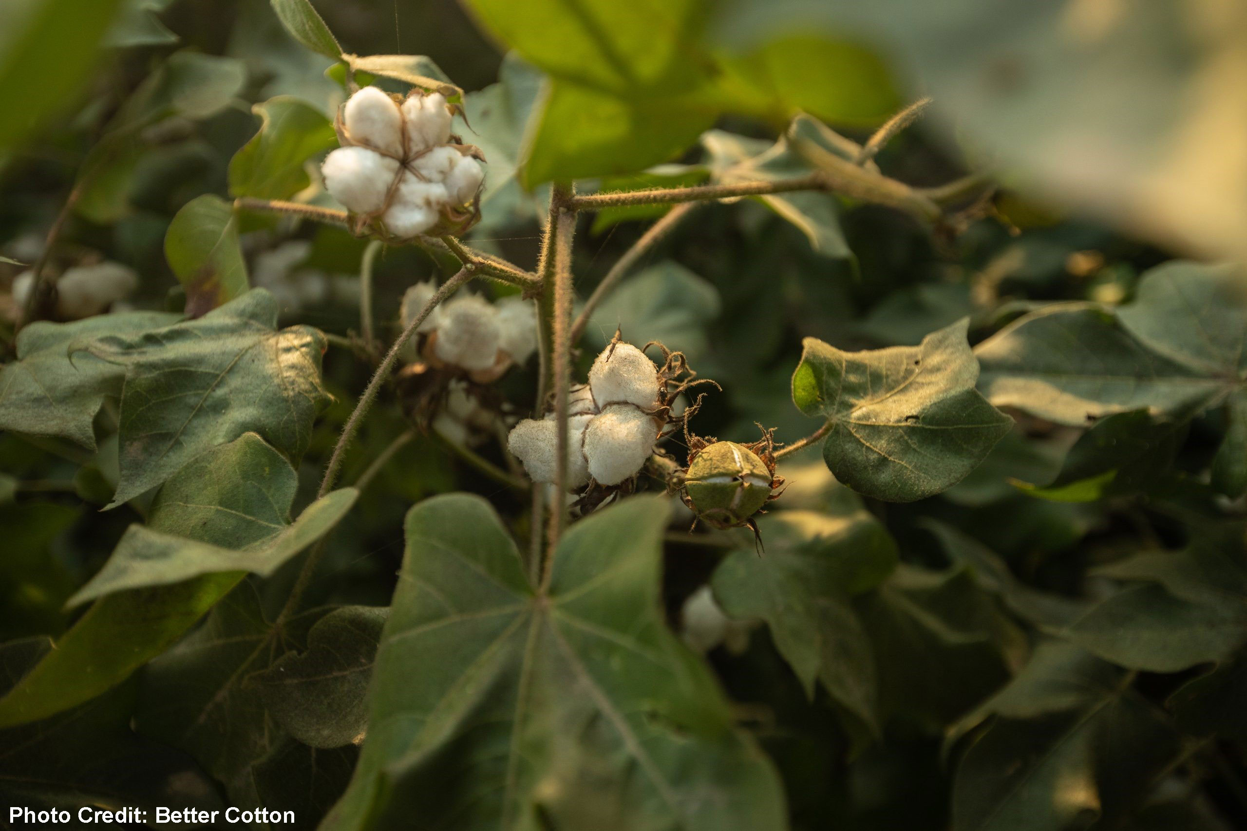 Better Cotton Calls for Alignment on EU Greenwashing Proposals