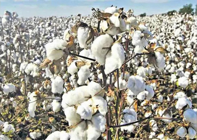 Pre-sowing forecast 2023-24: Cotton prices expected to range from Rs 7,550 to 8,000 per quintal in Telangana