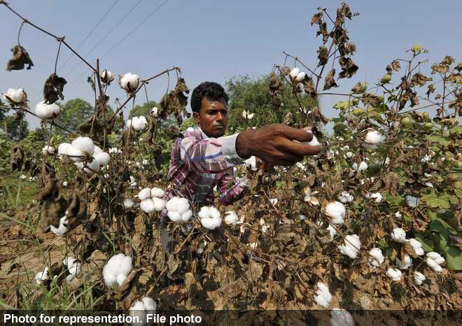 Government comes up with insurance scheme for cotton growers