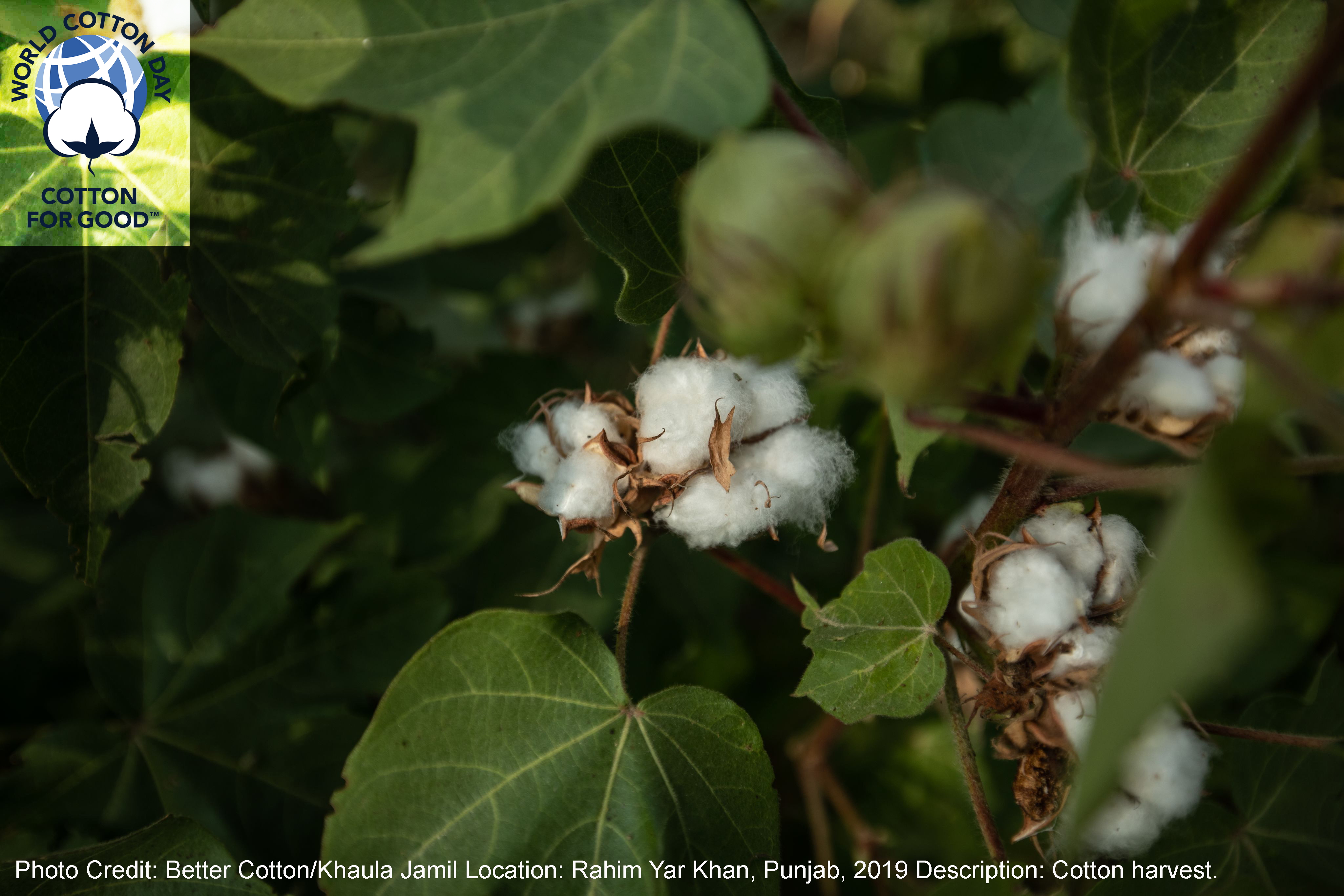 How Better Cotton Farmers Across the Globe Are Driving Sustainability Improvements