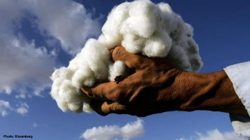 Cotton output estimated to be lowest in 15 years at 29.51 mn bales: CAI
