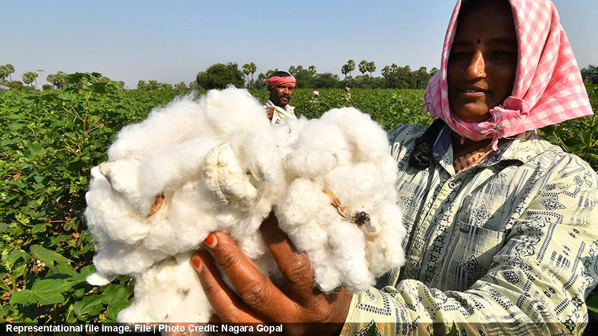 Indian cotton production to be 6% lower this year