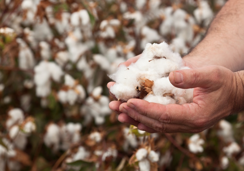 AbTF launches New regenerative cotton standard for small-scale farmers