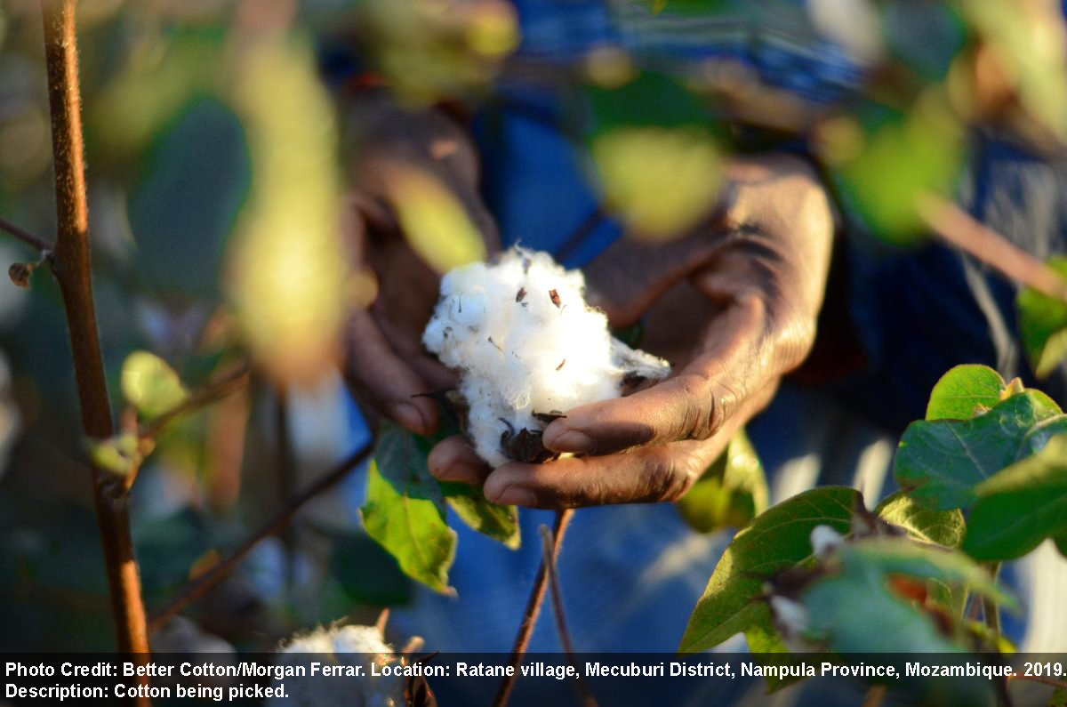 Better Cotton Expands in West Africa with New Côte d'Ivoire Programme