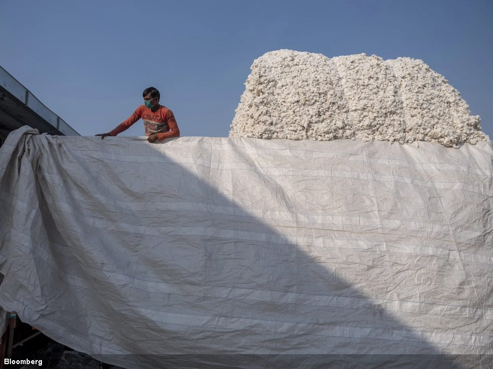 Cotton climbs to highest this year on US-India trade talks