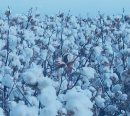 Cotton USA (Cotton Council International)